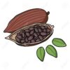 Cocoa and Coffee Beans